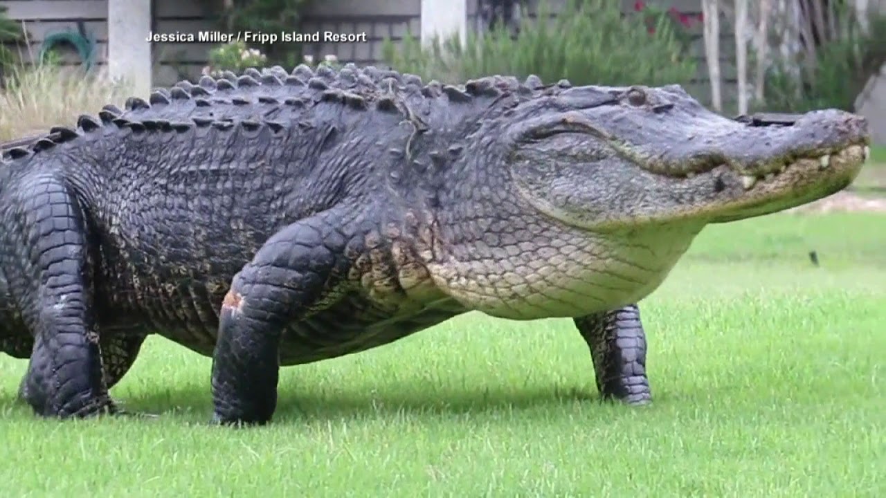 アメリカワニ American Crocodile Japaneseclass Jp
